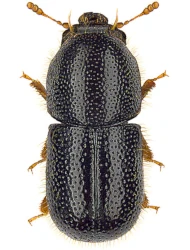Xylographus bostrichoides (Dufour, 1843)