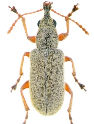 Cimberis (Cimberis) attelaboides (Fabricius, 1787), 3 - 5 mm