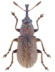 Doydirhynchus austriacus (Olivier, 1807), 3.3 - 4.7 mm