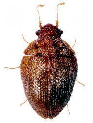 Acalyptomerus asiaticus