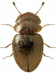Calyptomerus alpestris (L. Redtenbacher, 1847), 1,6 - 1,9 mm