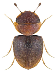 Calyptomerus dubius (Marsham, 1802)