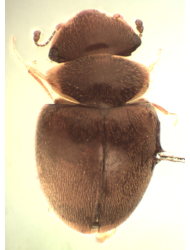 Calyptomerus oblongulus