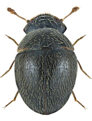 Clambus armadillo (De Geer, 1774)