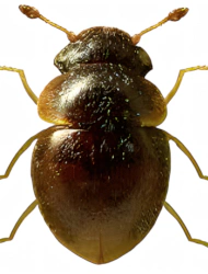 Clambus gibbulus (LeConte, 1850)