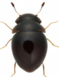 Clambus nigrellus (Reitter, 1914)