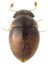 Clambus pubescens (L. Redtenbacher, 1847), 0,8 - 1,8 mm