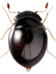 Clambus punctulum (L. Beck, 1817)