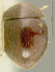 Loricater bioculatus