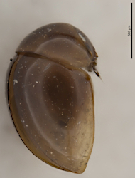Sphaerothorax tierensis