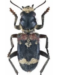 Clerus mutillarius mutillarius (Fabricius, 1775)
