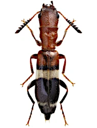 Denops albofasciatus (Charpentier, 1825)