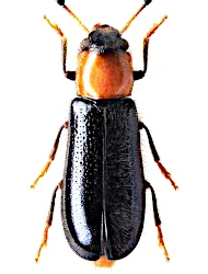 Dermestoides sanguinicollis (Fabricius, 1787)