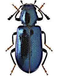 Korynetes caeruleus (DeGeer, 1775)