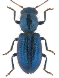 Korynetes ruficornis (Sturm, 1837)