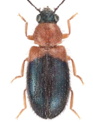 Necrobia ruficollis (Fabricius, 1775)