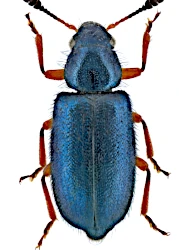 Necrobia rufipes (DeGeer, 1775)