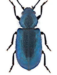 Necrobia violacea (Linnaeus, 1758)