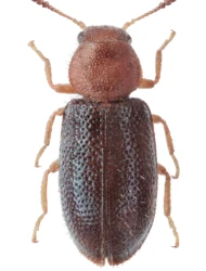 Opetiopalpus scutellaris (Panzer, 1797)