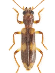 Opilo domesticus (Sturm, 1837)