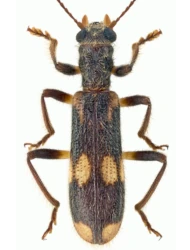 Opilo mollis (Linnaeus, 1758)