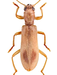 Opilo pallidus (A. G. Olivier, 1795)