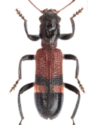 Opilo taeniatus (Klug, 1842)