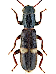 Tarsostenus univittatus (P. Rossi, 1792)