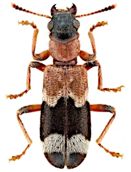 Thanasimus femoralis (Zetterstedt, 1828)