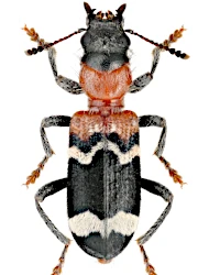Thanasimus formicarius formicarius (Linnaeus, 1758)