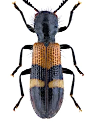 Tilloidea unifasciata (Fabricius, 1787)