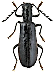 Tillus elongatus (Linnaeus, 1758)