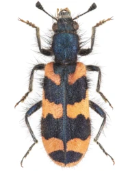 Trichodes alvearius (Fabricius, 1792)