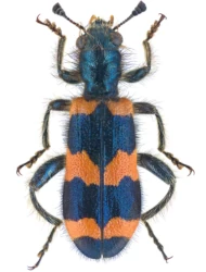 Trichodes apiarius (Linnaeus, 1758)