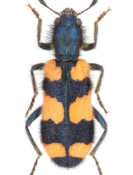 Trichodes favarius (Illiger, 1801)