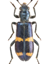 Trichodes ircutensis (Laxmann, 1770)