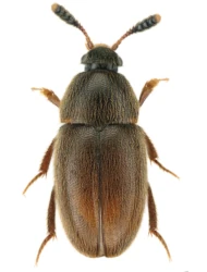 Colon (Myloechus) affine (Sturm, 1839)