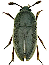 Colon (Myloechus) angulare (Erichson, 1837)