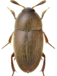 Colon (Myloechus) appendiculatum (C.R. Sahlberg, 1822)