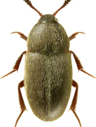 Colon (Myloechus) armipes (Kraatz, 1854)
