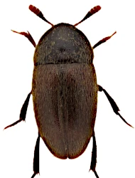 Colon (Myloechus) barnevillei (Kraatz, 1858)