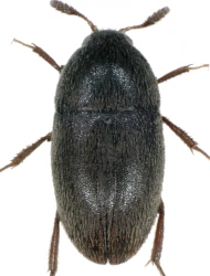 Colon (Colon) bidentatum (C.R. Sahlberg, 1822)