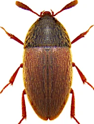Colon (Myloechus) brunneum (Latreille, 1806)