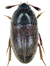Colon (Myloechus) calcaratum (Erichson, 1837)