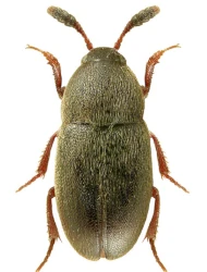 Colon (Myloechus) clavigerum (Herbst, 1797)