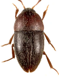Colon (Myloechus) delarouzei (Tournier, 1863)