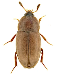 Colon (Myloechus) dentipes (C.R. Sahlberg, 1822)