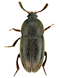 Colon (Myloechus) fuscicorne (Kraatz, 1852)