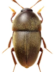 Colon (Eurycolon) latum (Kraatz, 1850)