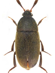 Colon (Myloechus) murinum murinum (Kraatz, 1850)